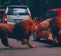 Beruang Menyerang Orang Berantem Sama Singa Di India